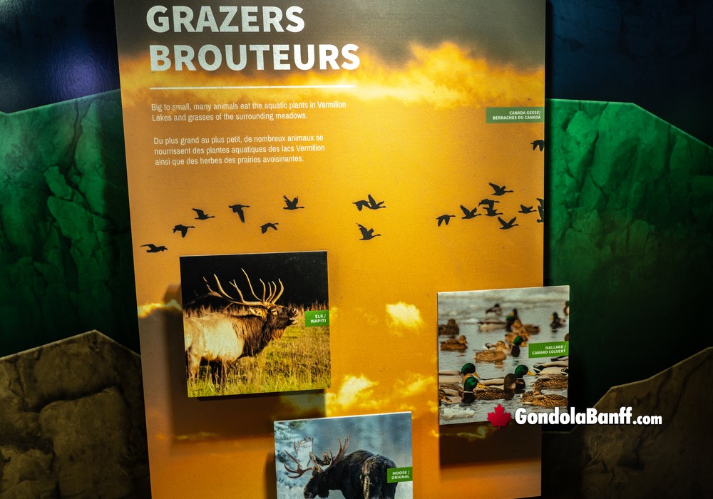 Banff Grazers