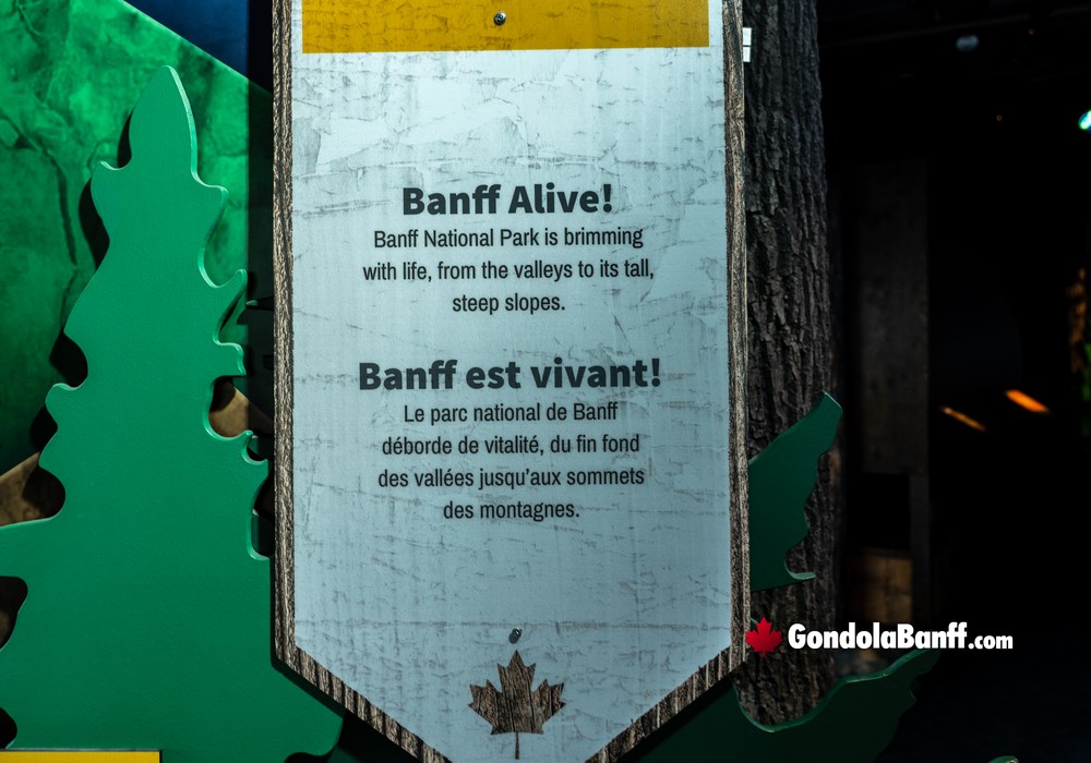 Banff is Brimming with Wildlife