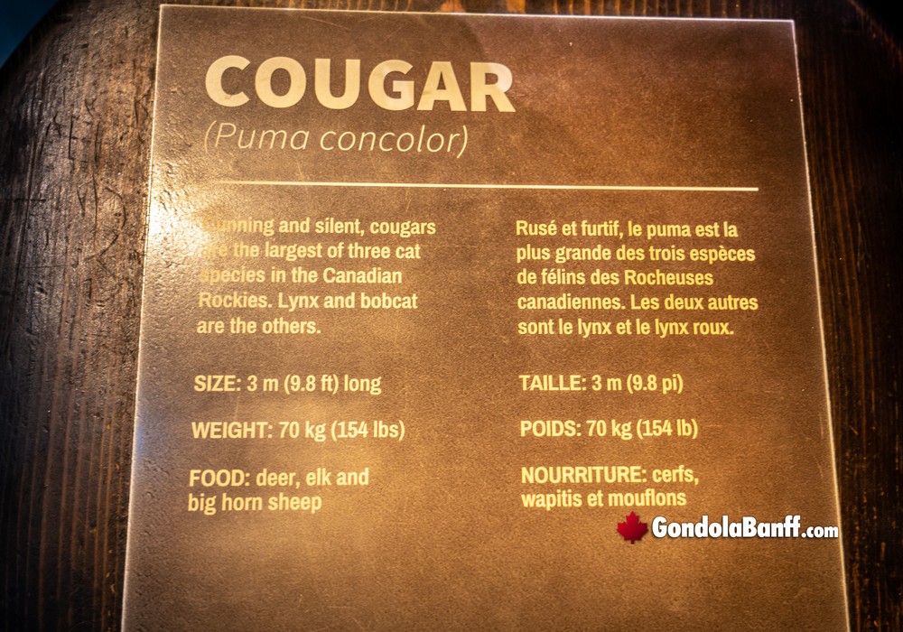 Cougars
