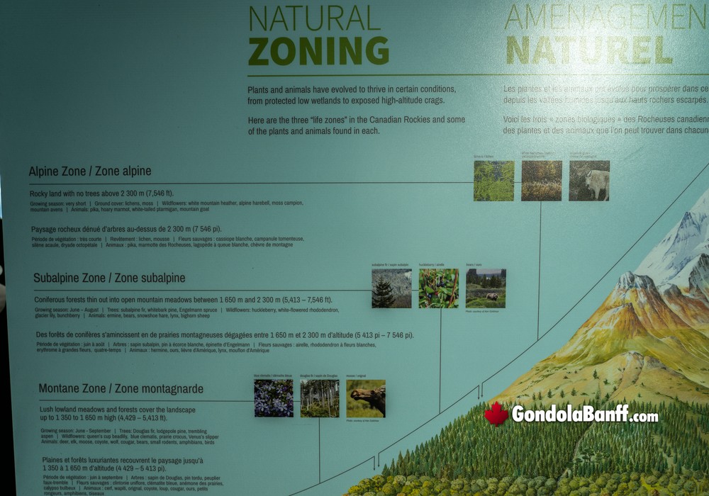 Natural Zoning Alpine Subalpine Montane
