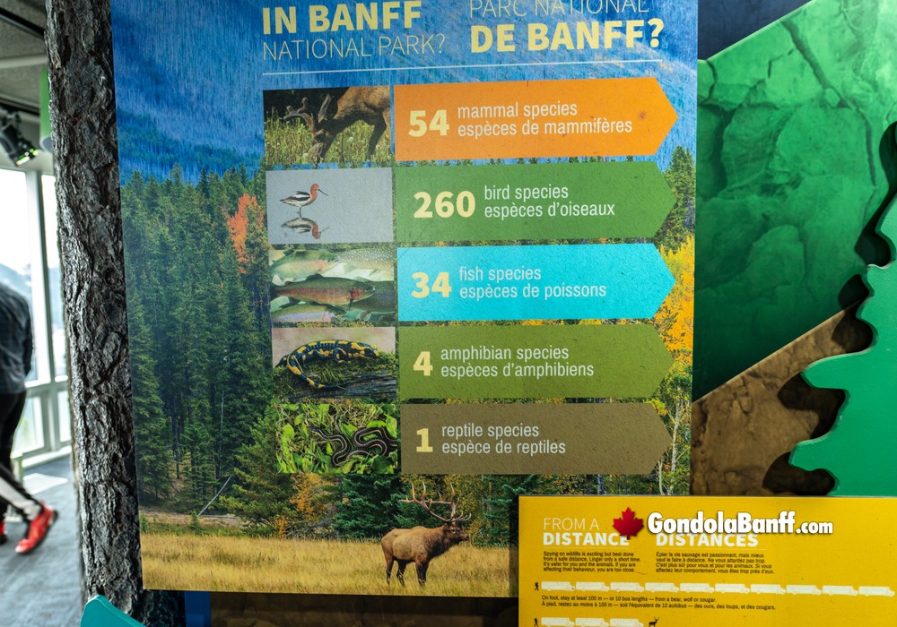 Wildlife Species in Banff National Park